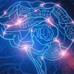 Bionikus agy kifejlesztésére buzdítják az ausztrál tudósokat