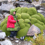 3000 évig is élhet az Andok örökzöld növénye, a yareta